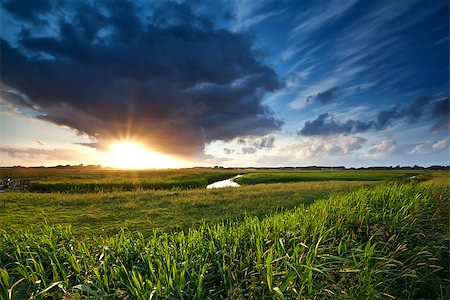 simsearch:400-07295947,k - warm sunset over green summer meadow, Groningen, Netherlands Fotografie stock - Microstock e Abbonamento, Codice: 400-07319641