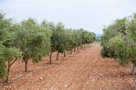 simsearch:400-04319110,k - olive plants in summer on olive plantation with fruits Foto de stock - Royalty-Free Super Valor e Assinatura, Número: 400-07319664