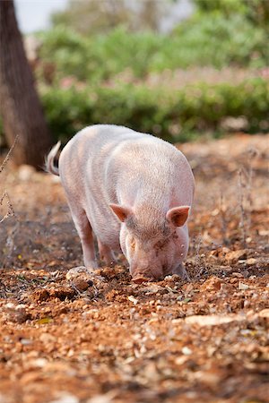 simsearch:400-05747707,k - domestic pig mammal outdoor in summer looking for food Fotografie stock - Microstock e Abbonamento, Codice: 400-07319670