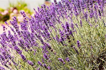simsearch:400-04847486,k - beautiful lavender flowers outside in summer close up Foto de stock - Royalty-Free Super Valor e Assinatura, Número: 400-07319700