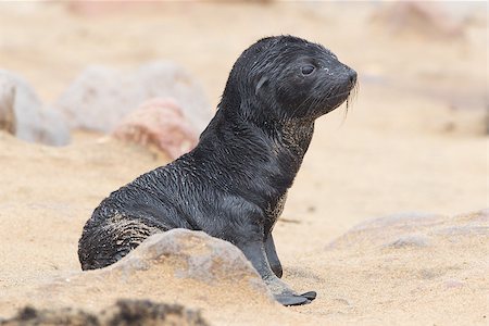 simsearch:400-07232278,k - Cape fur seal (Arctocephalus pusillus), Cape Cross. Namibia Foto de stock - Royalty-Free Super Valor e Assinatura, Número: 400-07319973