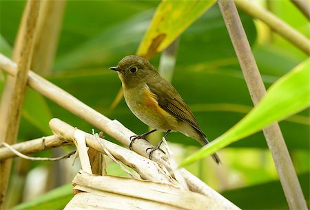 beautiful female Red-flanked Bluetail (Tarsiger cyanurus) in Thai forest Stock Photo - Budget Royalty-Free & Subscription, Code: 400-07319989