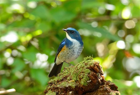 simsearch:400-07314059,k - beautiful male Himalayan Bluetail (Tarsiger rufilatus) in Thai forest Stockbilder - Microstock & Abonnement, Bildnummer: 400-07319996