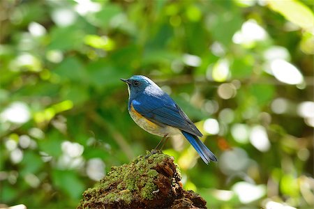 simsearch:400-07314059,k - beautiful male Himalayan Bluetail (Tarsiger rufilatus) in Thai forest Stockbilder - Microstock & Abonnement, Bildnummer: 400-07319997