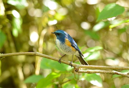 simsearch:400-07314059,k - beautiful male Himalayan Bluetail (Tarsiger rufilatus) in Thai forest Stockbilder - Microstock & Abonnement, Bildnummer: 400-07319998