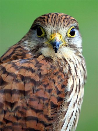 Portrait of Northern Goshawk on a green background Photographie de stock - Aubaine LD & Abonnement, Code: 400-07310153