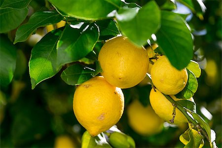 Bunch of Vibrant Ripe Lemons on Tree, closeup Stock Photo - Budget Royalty-Free & Subscription, Code: 400-07310275