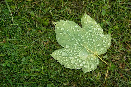 simsearch:400-09223422,k - Maple leaf covered with raindrops Foto de stock - Royalty-Free Super Valor e Assinatura, Número: 400-07311720