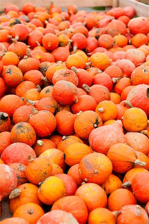 simsearch:400-07828867,k - coclorful orange pumpkin in autumn outdoor on field Photographie de stock - Aubaine LD & Abonnement, Code: 400-07312214