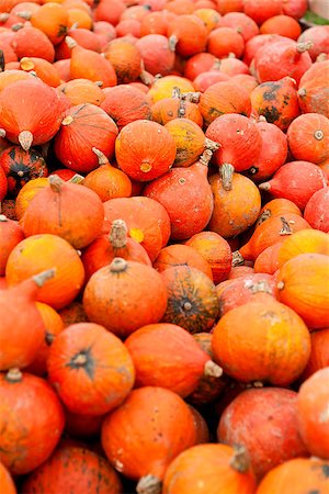 simsearch:400-05714074,k - coclorful orange pumpkin in autumn outdoor on field Photographie de stock - Aubaine LD & Abonnement, Code: 400-07312215