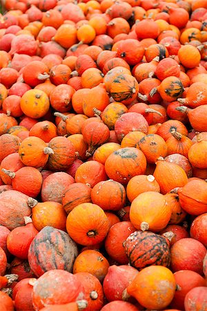simsearch:400-07828867,k - coclorful orange pumpkin in autumn outdoor on field Photographie de stock - Aubaine LD & Abonnement, Code: 400-07312216