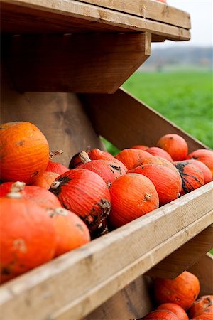 simsearch:400-07828867,k - coclorful orange pumpkin in autumn outdoor on field Photographie de stock - Aubaine LD & Abonnement, Code: 400-07312217