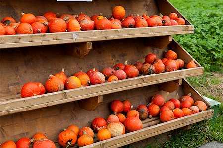 simsearch:400-05714074,k - coclorful orange pumpkin in autumn outdoor on field Photographie de stock - Aubaine LD & Abonnement, Code: 400-07312218