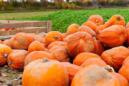 simsearch:400-05714074,k - coclorful orange pumpkin in autumn outdoor on field Foto de stock - Royalty-Free Super Valor e Assinatura, Número: 400-07312219