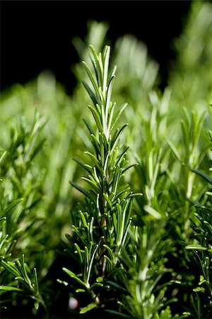 simsearch:400-05381074,k - fresh aromatic green rosemary macro outdoor on market Stock Photo - Budget Royalty-Free & Subscription, Code: 400-07312242