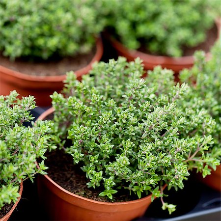 rosemary sprig - fresh green aromatc thyme herb macro on market outdoor Stock Photo - Budget Royalty-Free & Subscription, Code: 400-07312266
