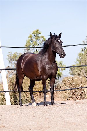 rearing - caballo de pura raza menorquina prm horse outdoor rolling on floor Photographie de stock - Aubaine LD & Abonnement, Code: 400-07312303