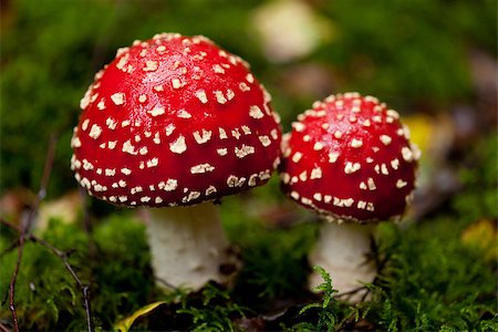 agaric amanita muscaia mushroom detail in forest autumn seasonal poisonous Stock Photo - Budget Royalty-Free & Subscription, Code: 400-07312325