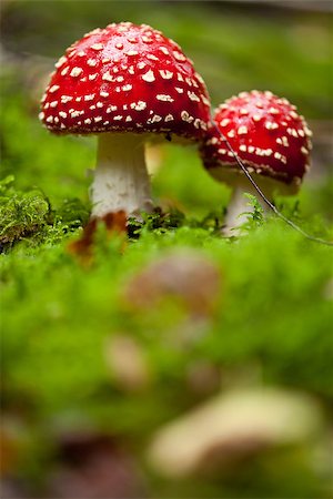 simsearch:400-04370801,k - agaric amanita muscaia mushroom detail in forest autumn seasonal poisonous Foto de stock - Super Valor sin royalties y Suscripción, Código: 400-07312327