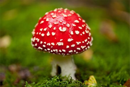 simsearch:400-04227194,k - agaric amanita muscaia mushroom detail in forest autumn seasonal poisonous Photographie de stock - Aubaine LD & Abonnement, Code: 400-07312331