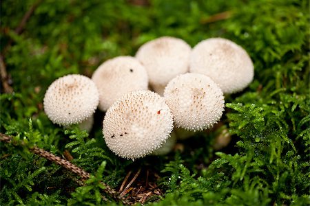 simsearch:400-04752784,k - brown mushroom autumn outdoor macro closeup seasonal Stock Photo - Budget Royalty-Free & Subscription, Code: 400-07312382