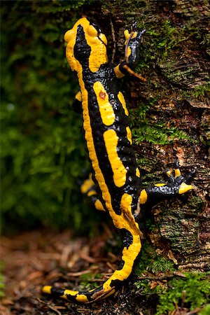 salamandra - fire salamander salamandra closeup in forest outdoor detail yellow green Foto de stock - Royalty-Free Super Valor e Assinatura, Número: 400-07312395