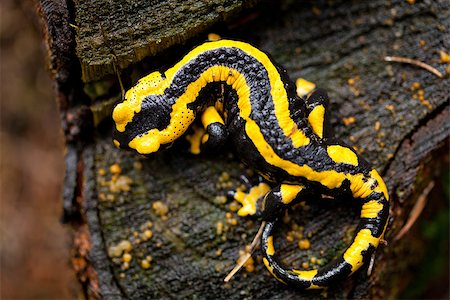 salamandra - fire salamander salamandra closeup in forest outdoor detail yellow green Fotografie stock - Microstock e Abbonamento, Codice: 400-07312396