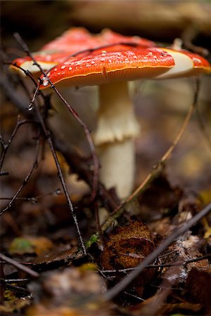 simsearch:400-07173981,k - agaric amanita muscaia mushroom detail in forest autumn seasonal poisonous Photographie de stock - Aubaine LD & Abonnement, Code: 400-07312397