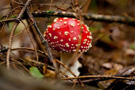 simsearch:400-04752784,k - agaric amanita muscaia mushroom detail in forest autumn seasonal poisonous Stock Photo - Budget Royalty-Free & Subscription, Code: 400-07312400