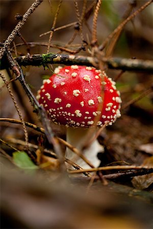 simsearch:400-04227194,k - agaric amanita muscaia mushroom detail in forest autumn seasonal poisonous Photographie de stock - Aubaine LD & Abonnement, Code: 400-07312401