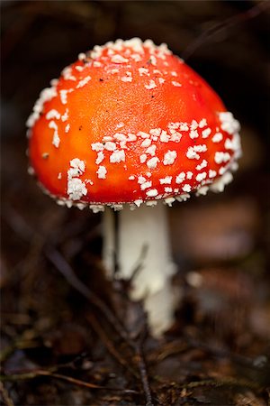 simsearch:400-04752784,k - agaric amanita muscaia mushroom detail in forest autumn seasonal poisonous Photographie de stock - Aubaine LD & Abonnement, Code: 400-07312402