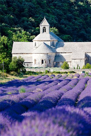 simsearch:400-07314560,k - Senanque abbey with lavender field, Provence, France Fotografie stock - Microstock e Abbonamento, Codice: 400-07312565