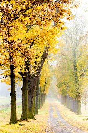 simsearch:400-07294681,k - autumnal alley Photographie de stock - Aubaine LD & Abonnement, Code: 400-07312568