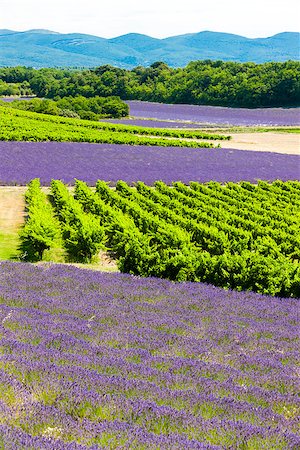 drome - lavender fields with vineyards, Rhone-Alpes, France Stock Photo - Budget Royalty-Free & Subscription, Code: 400-07312562