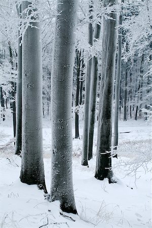 rogit (artist) - Misty beech forest in the winter with frost covered tree trunks. Stock Photo - Budget Royalty-Free & Subscription, Code: 400-07312599