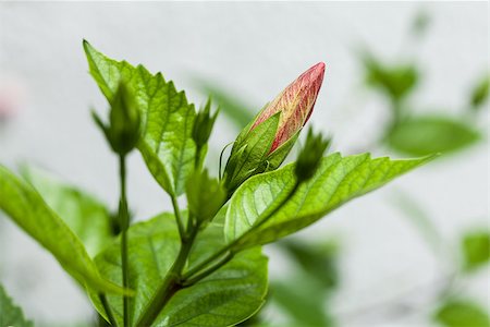 simsearch:689-03129821,k - beautiful red hibiscus flower in summer outdoor macro closeup Foto de stock - Royalty-Free Super Valor e Assinatura, Número: 400-07312765