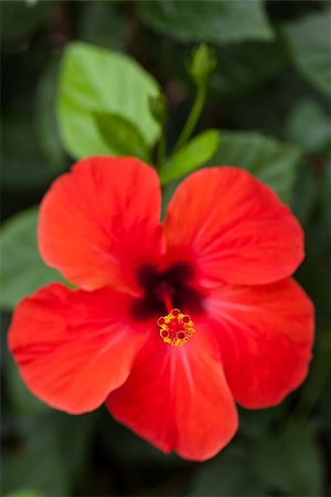 simsearch:689-03129821,k - beautiful red hibiscus flower in summer outdoor macro closeup Foto de stock - Royalty-Free Super Valor e Assinatura, Número: 400-07312766