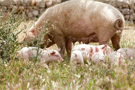 cute little pig piglet and mother outdoor in field in summer Photographie de stock - Aubaine LD & Abonnement, Code: 400-07312776
