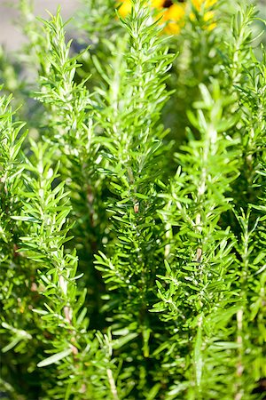 simsearch:400-05271908,k - different fresh green herbs on market outdoor summer Foto de stock - Super Valor sin royalties y Suscripción, Código: 400-07312894