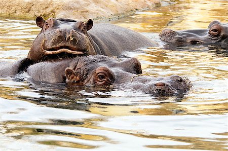A group of hippos in the water Stock Photo - Budget Royalty-Free & Subscription, Code: 400-07313174