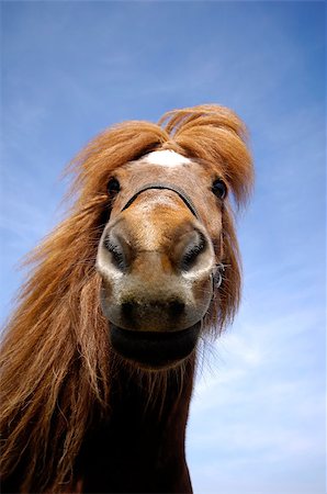 simsearch:400-08130471,k - Wide angle shot of horse face. The horse is looking very curious at the camera. Stock Photo - Budget Royalty-Free & Subscription, Code: 400-07313567