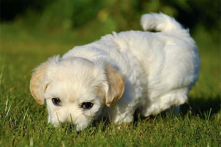 simsearch:400-07303856,k - Bichon Havanais puppy is playing on green grass Stock Photo - Budget Royalty-Free & Subscription, Code: 400-07313570