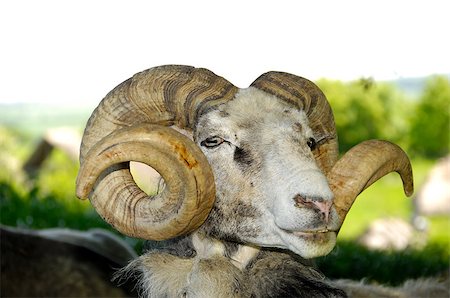 A goat with big horns is resting under a tree Stockbilder - Microstock & Abonnement, Bildnummer: 400-07313571
