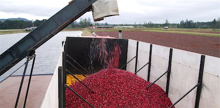 simsearch:400-07313608,k - Cranberry Harvest Conveyor Belt Lifts Fruit into Transport Truck Foto de stock - Super Valor sin royalties y Suscripción, Código: 400-07313608