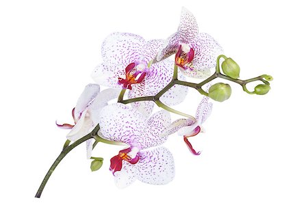 Orchid flowers isolated on white background Stock Photo - Budget Royalty-Free & Subscription, Code: 400-07313931