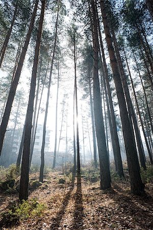 simsearch:400-07321234,k - Sunlight through the trees in the morning Stock Photo - Budget Royalty-Free & Subscription, Code: 400-07324293