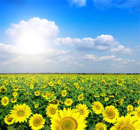 simsearch:400-07036242,k - Wide field of yellow sunflowers Photographie de stock - Aubaine LD & Abonnement, Code: 400-07324322