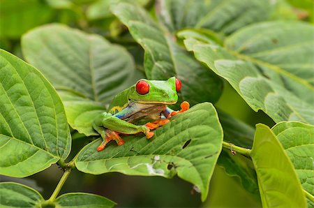 poisonous frog - Red eyed tree frog in Costa Rica Photographie de stock - Aubaine LD & Abonnement, Code: 400-07324801