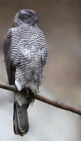 simsearch:400-04350630,k - Northern Goshawk (Accipiter gentilis)  in natural environment Stockbilder - Microstock & Abonnement, Bildnummer: 400-07324933