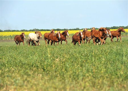 simsearch:400-05165234,k - horses running in the pasture Photographie de stock - Aubaine LD & Abonnement, Code: 400-07325053